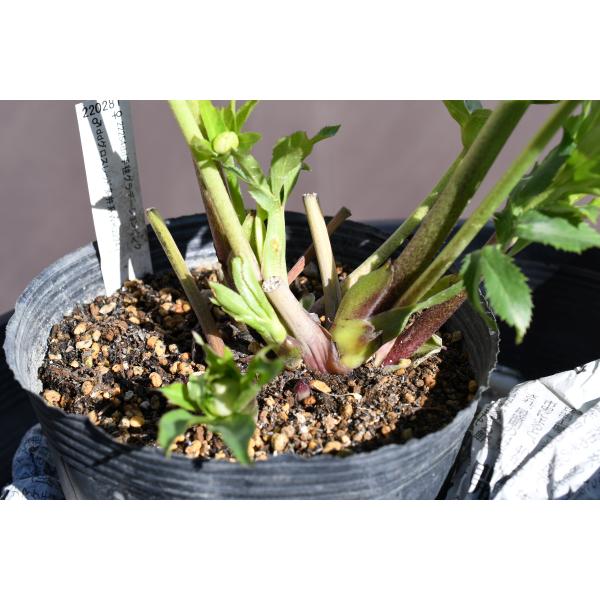 認定　sdプリマヴェーラ クリスマスローズ クリスマスローズ 認定sdプリマヴェーラ 加藤農園 - メルカリ