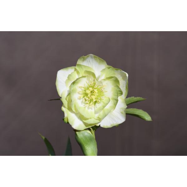 クリスマスローズ　2025.47 開花株 クリスマスローズ 2025.47 開花株