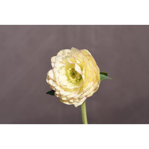 クリスマスローズ開花株 DDアフロディーテ 124 現品限り : 金井園芸