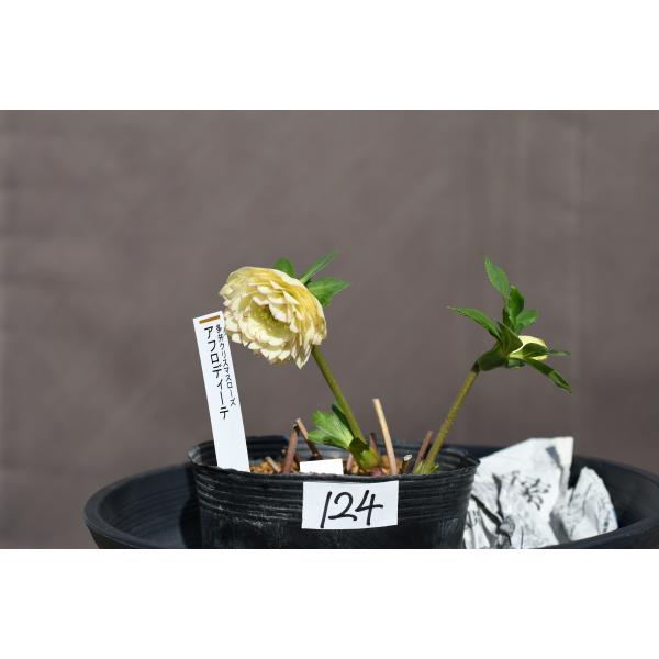 クリスマスローズ開花株 DDアフロディーテ 124 現品限り : 金井園芸
