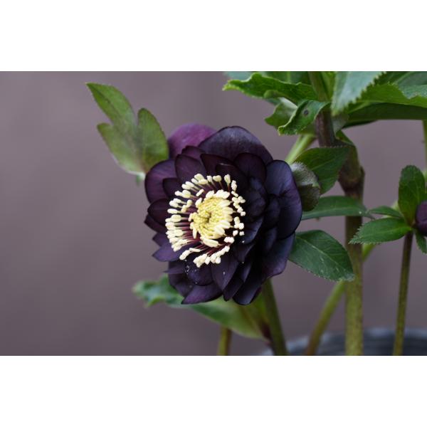 クリスマスローズ開花株 DD赤蕊ダークレッド 126 現品限り : 金井園芸