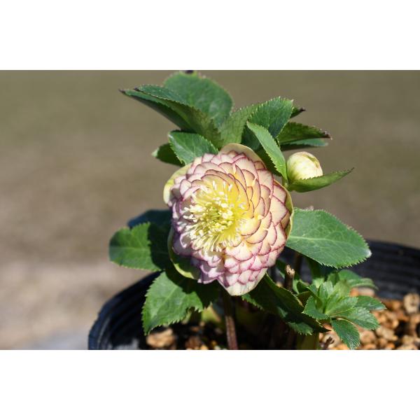 クリスマスローズ開花株 DDアフロディーテ 127 現品限り : 金井園芸