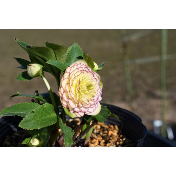 クリスマスローズ開花株 DDアフロディーテ 127 現品限り : 金井園芸