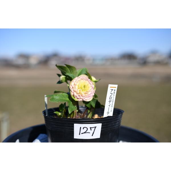 クリスマスローズ開花株 DDアフロディーテ 127 現品限り : 金井園芸