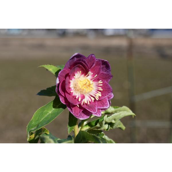クリスマスローズ開花株 DD紅白の輝き 129 現品限り : 金井園芸 - 通販
