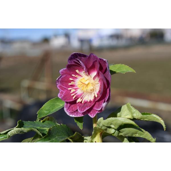 クリスマスローズ 開花実績株 DDアンティークピンク クリスマスローズ