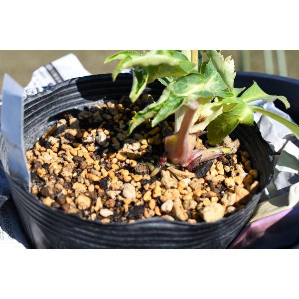 クリスマスローズ開花株 DD紅白の輝き 129 現品限り : 金井園芸 - 通販