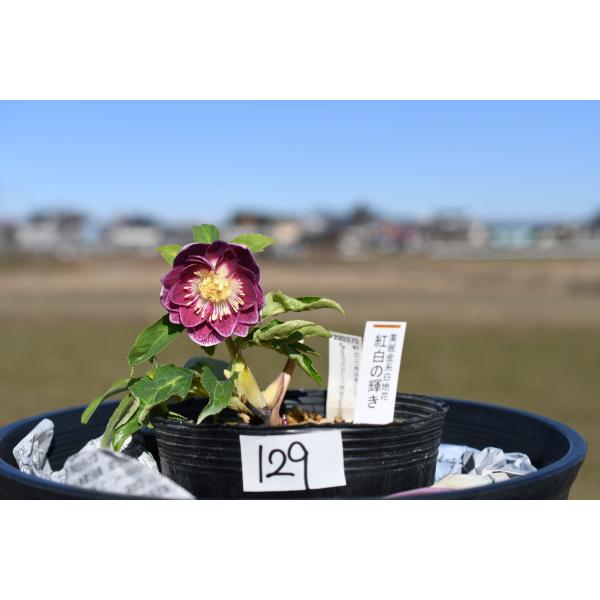 クリスマスローズ開花株 DD紅白の輝き 129 現品限り : 金井園芸 - 通販