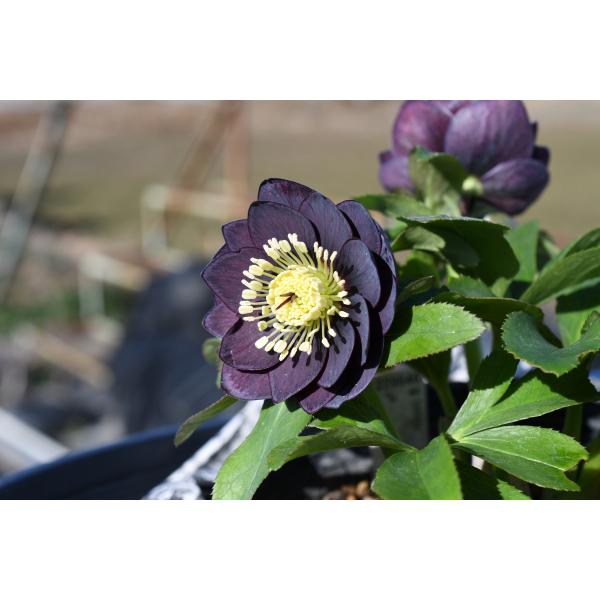 クリスマスローズ開花株 DDダークブロッチ 131 現品限り : 金井園芸