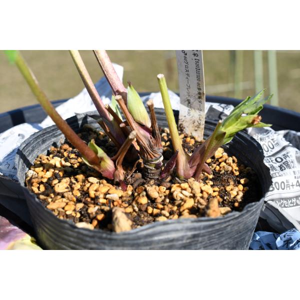 3305 多弁ピンクのグロッシー クリスマスローズ 開花株 3305 多弁