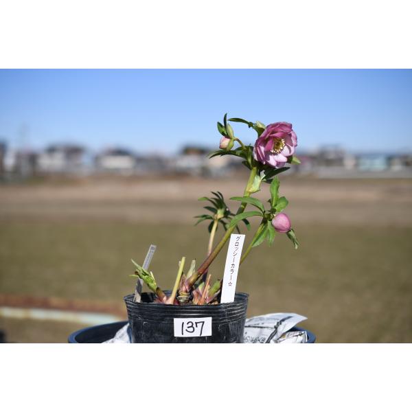 3305 多弁ピンクのグロッシー クリスマスローズ 開花株 3305 多弁