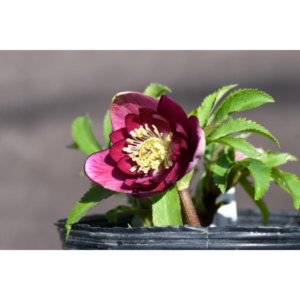 クリスマスローズ クリスマスローズ開花株 DDグロッシーカラー☆グロスレッド 140 現品