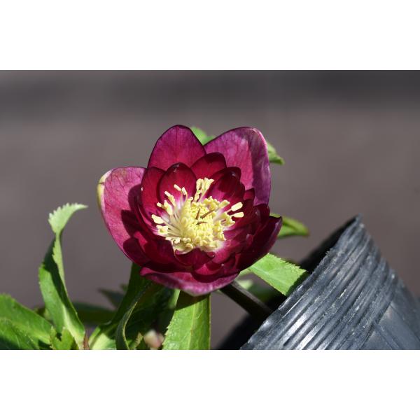 クリスマスローズ開花株 DDグロッシーカラー☆グロスレッド 140 現品