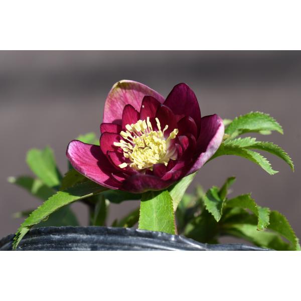 クリスマスローズ開花株 DDグロッシーカラー☆グロスレッド 140 現品