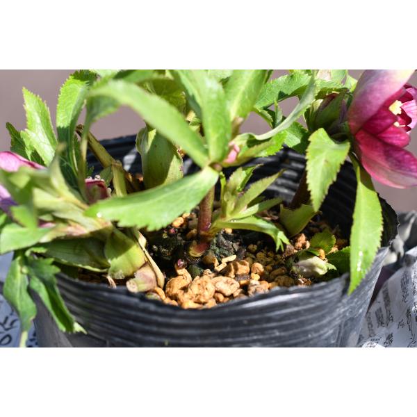 クリスマスローズ開花株 DDグロッシーカラー☆グロスレッド 140 現品