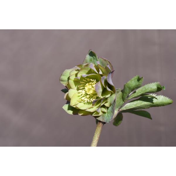 クリスマスローズ開花株 DDバイカラーグリーン 143 現品限り : 金井