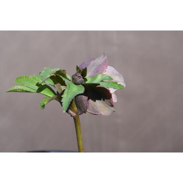 クリスマスローズ開花株 DDバイカラーグリーン 143 現品限り : 金井