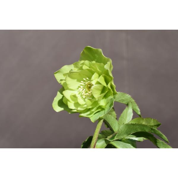 クリスマスローズ開花株 DDグロッシーカラー☆グロスグリーン 145 現品