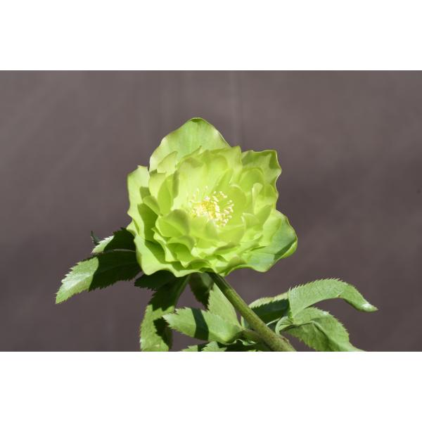 クリスマスローズ開花株 DDグロッシーカラー☆グロスグリーン 145 現品