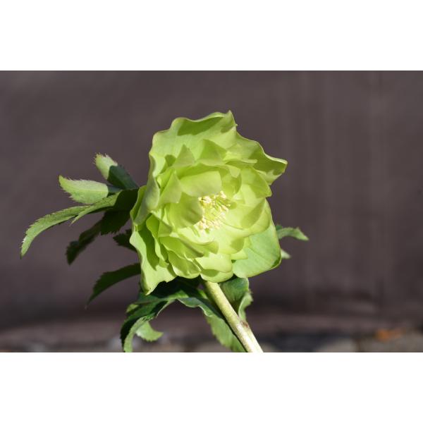 クリスマスローズ開花株 DDグロッシーカラー☆グロスグリーン 145 現品