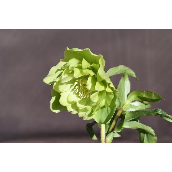 クリスマスローズ開花株 DDグロッシーカラー☆グロスグリーン 145 現品