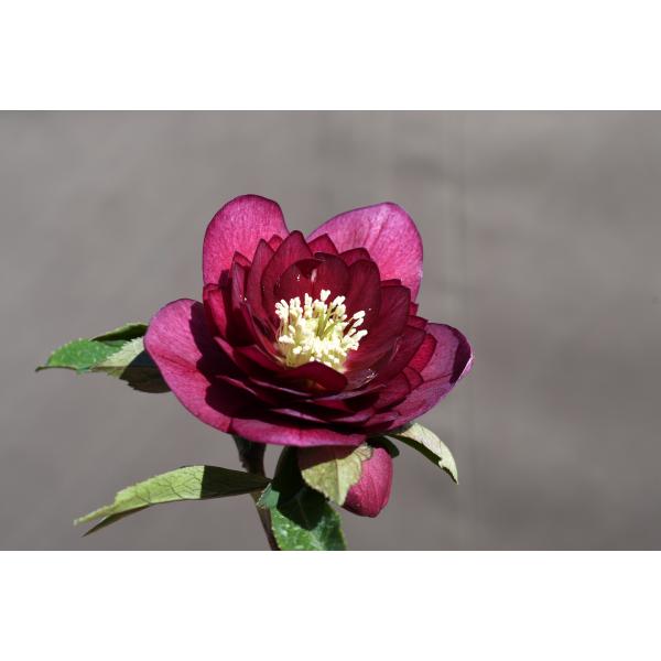 クリスマスローズ 開花実績株 多弁レッドオーレア クリスマスローズ 開花実績株 多弁レッドオーレア クリスマスローズ