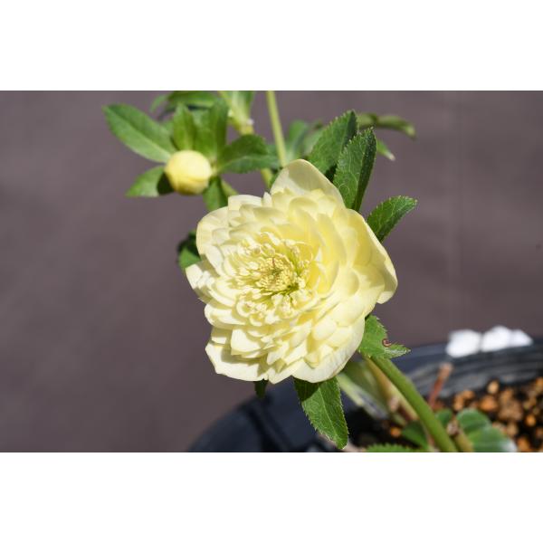 クリスマスローズ開花株 DDアフロディーテ 148 現品限り : 金井園芸