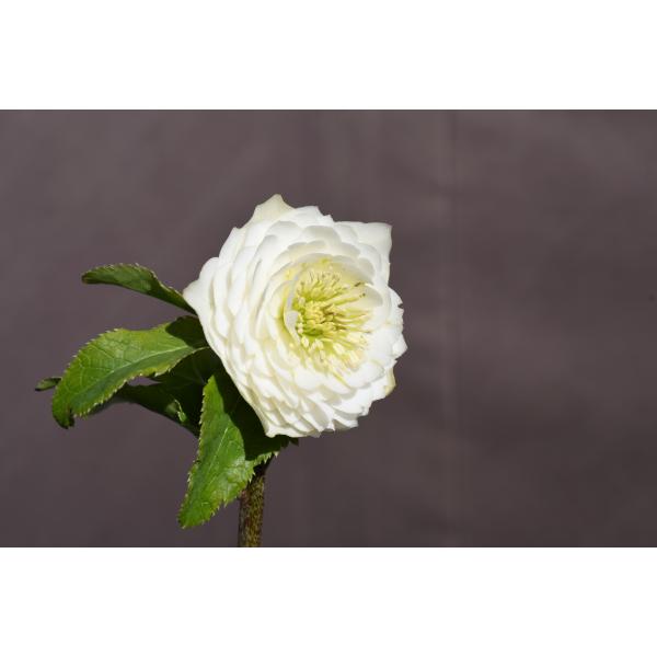 クリスマスローズ開花株 DDホワイトアフロディーテ 149 現品限り