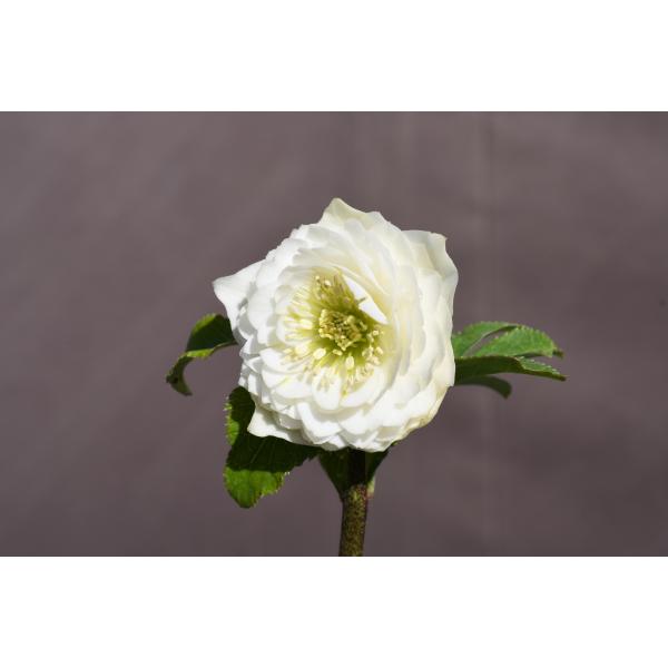 モーリー（超モリモリネクタリー）×ホワイトアフロディーテ★クリスマスローズ二年苗 モーリー（超モリモリネクタリー）×ホワイトアフロディーテ