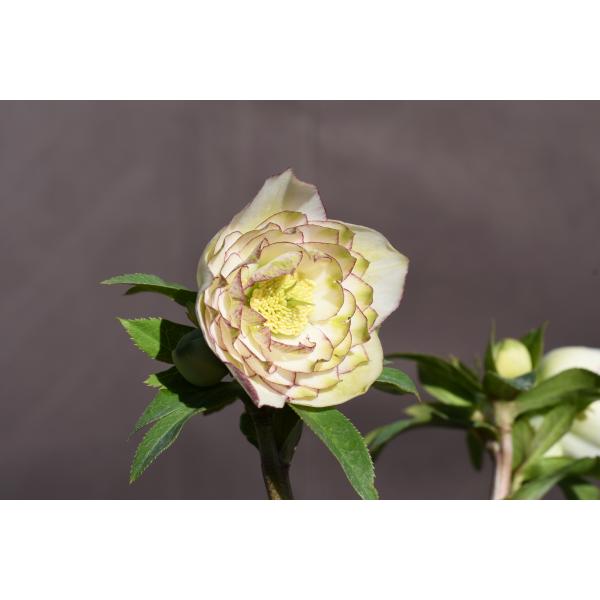 クリスマスローズ開花株 DDアフロディーテグリーンリップレッド