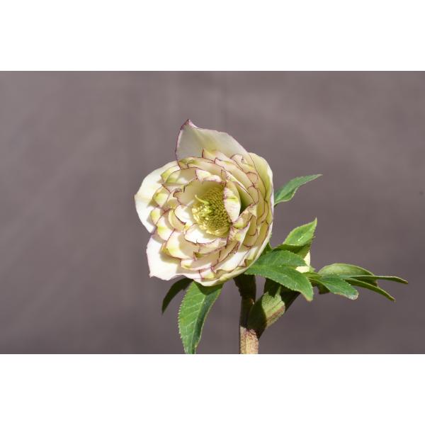 クリスマスローズ開花株 DDアフロディーテグリーンリップレッド