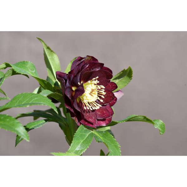 クリスマスローズ開花株 DDグロッシーカラー☆グロスボルドーレッド