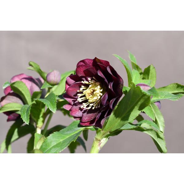 クリスマスローズ開花株 DDグロッシーカラー☆グロスボルドーレッド