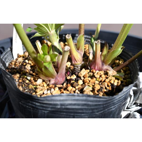 クリスマスローズ開花株 DDグロッシーカラー☆グロスボルドーレッド