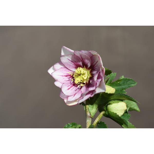 クリスマスローズ開花株 DDプレミアムプリマヴェーラ 156 現品限り