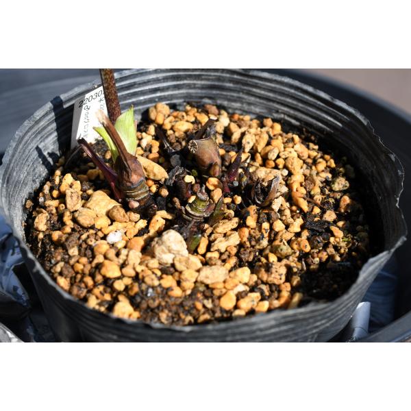 クリスマスローズ開花株 DDプレミアムプリマヴェーラ 156 現品限り