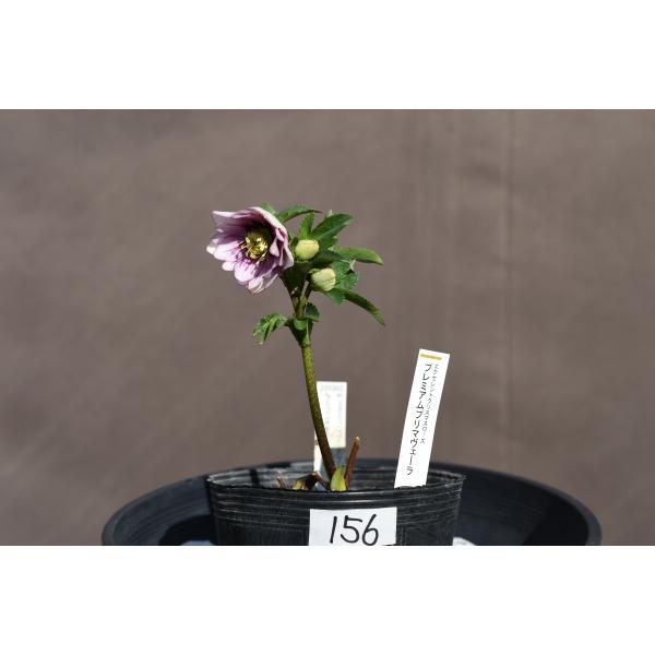 クリスマスローズ開花株 DDプレミアムプリマヴェーラ 156 現品限り