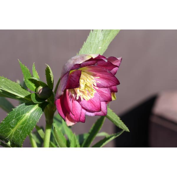 クリスマスローズ開花株 DDグロッシーカラー☆グロスレッド