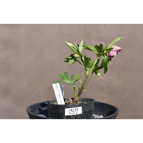 開花途中・蕾11個 グロッシーカラー ddブラック クリスマスローズ