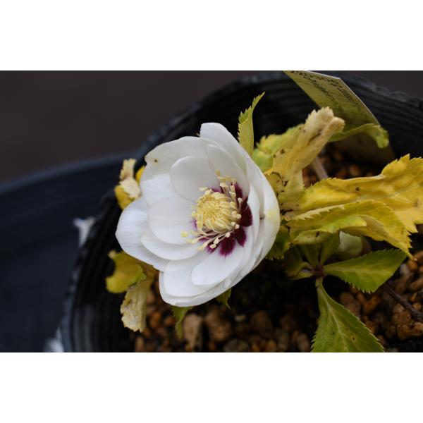 クリスマスローズ開花株 DDホワイトゴールドフラッシュ 158 現品限り