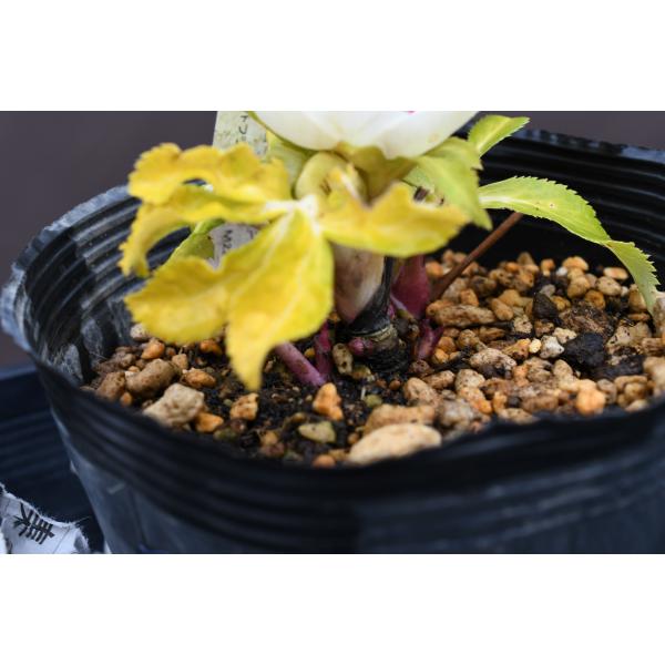 クリスマスローズ開花株 DDホワイトゴールドフラッシュ 158 現品限り