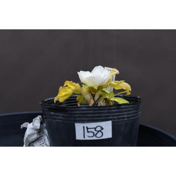 クリスマスローズ開花株 DDホワイトゴールドフラッシュ 158 現品限り
