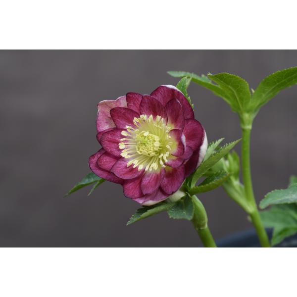 クリスマスローズ 開花実績株 DDレッド クリスマスローズ 開花実績株 DDレッド