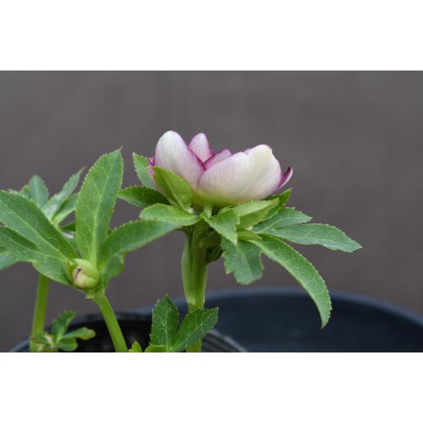 クリスマスローズ開花株 DDリバーシブルレッドベイン 159 現品限り