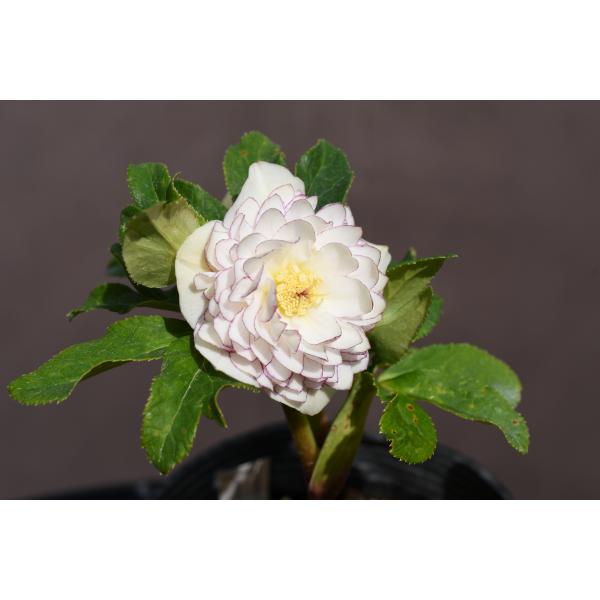 クリスマスローズ開花株 DDアフロディーテゴールド多弁咲きホワイト