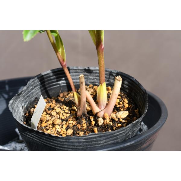 クリスマスローズ開花株 DDアフロディーテゴールド多弁咲きホワイト