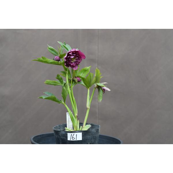 クリスマスローズ開花株 DD多弁咲きパープルレッド 161 現品限り