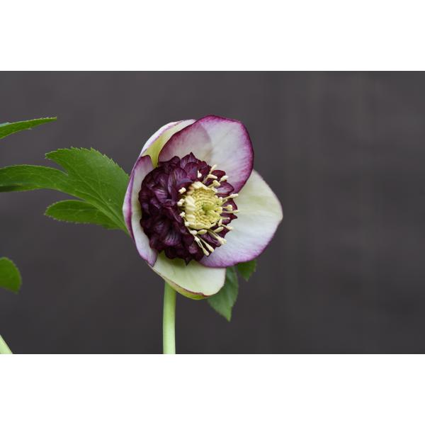 クリスマスローズ開花株 SD多弁咲きバイカラーピコティ 162 現品限り