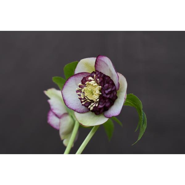 クリスマスローズ開花株 SD多弁咲きバイカラーピコティ 162 現品限り