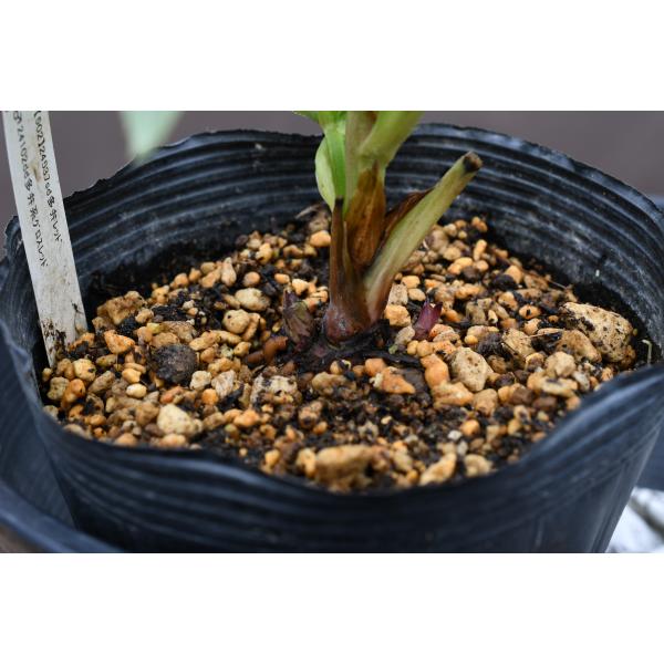 クリスマスローズ開花株 SD多弁咲きバイカラーピコティ 162 現品限り